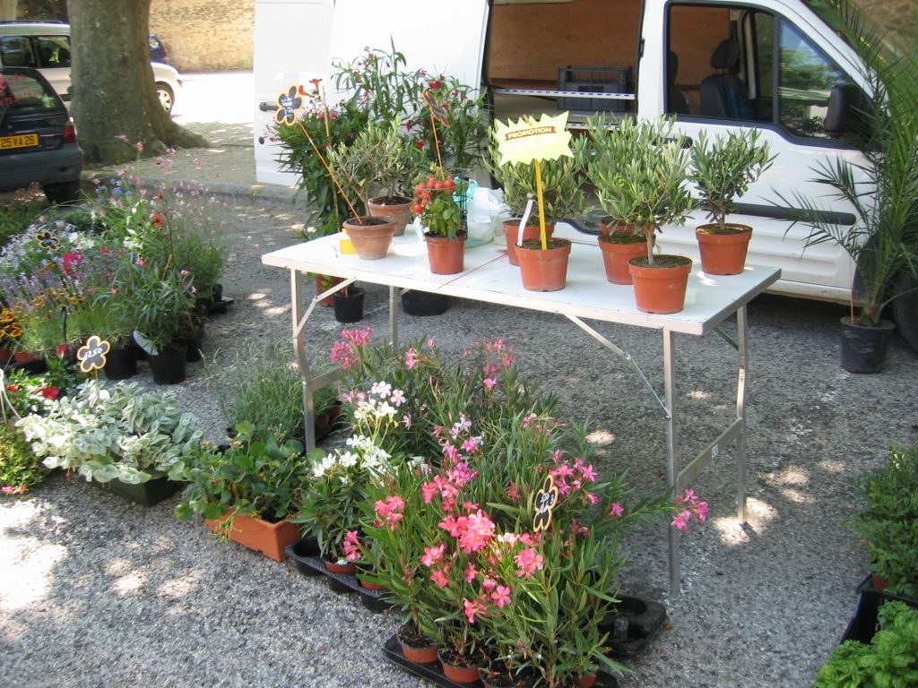 Étal de plantes en pots et de lauriers-roses au marché de Grignan, sur le gravier de la place